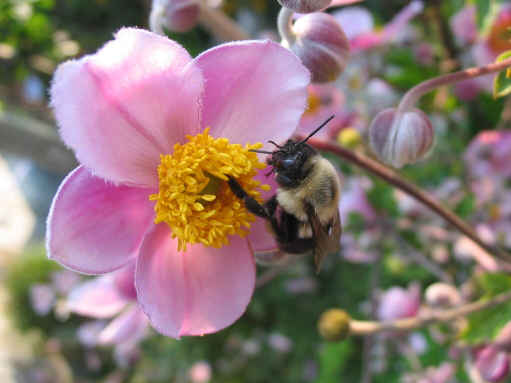 Pollination Canada