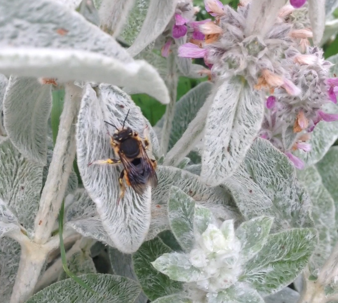 Wool-Carder Bees – Seeds of Diversity