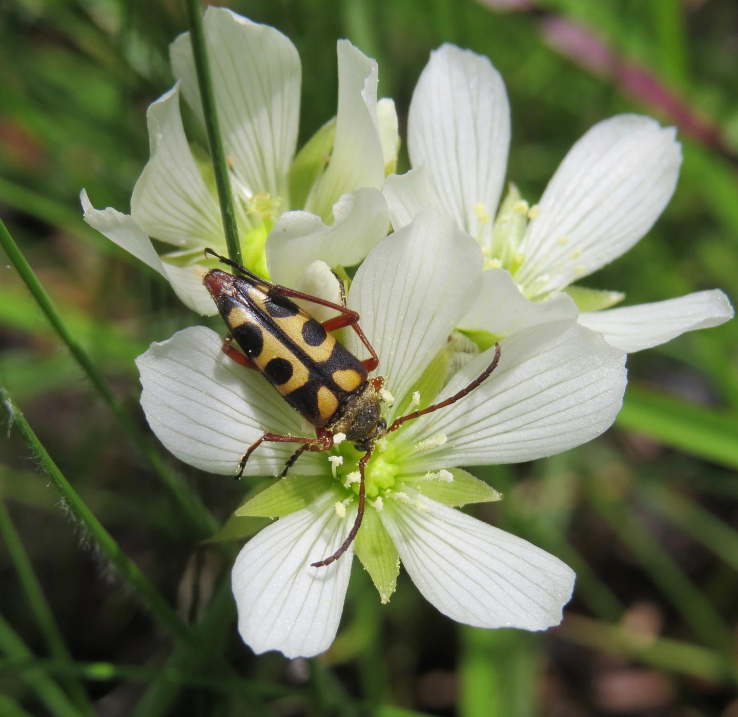 venus flytrap flower