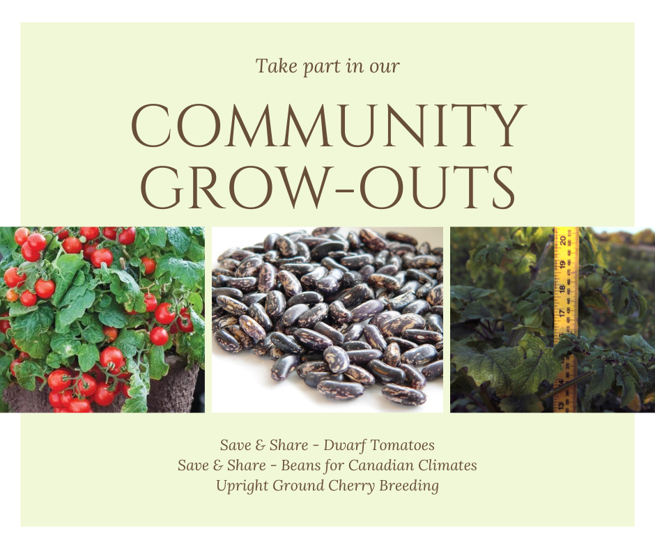 Community Seed Grow-Outs 2023
