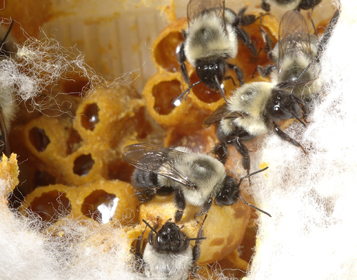 The Pollinating Power of Bumble Bees