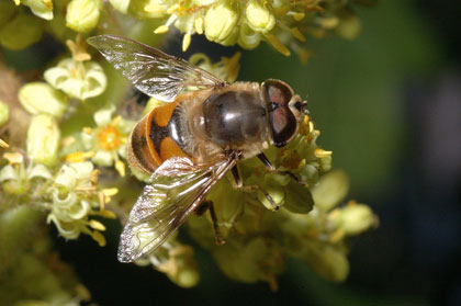 Fly Pollination