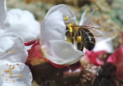 honey bee pollination