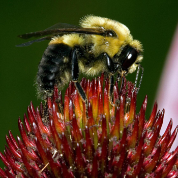 Common Eastern Bumble Bee