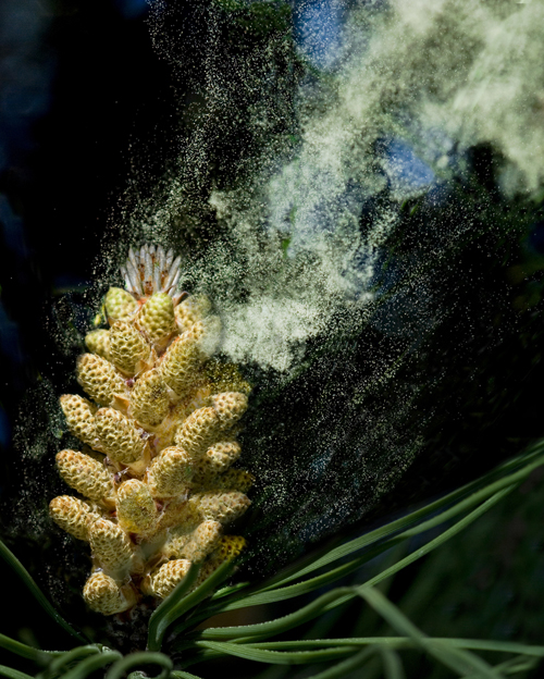 Wind Pollination