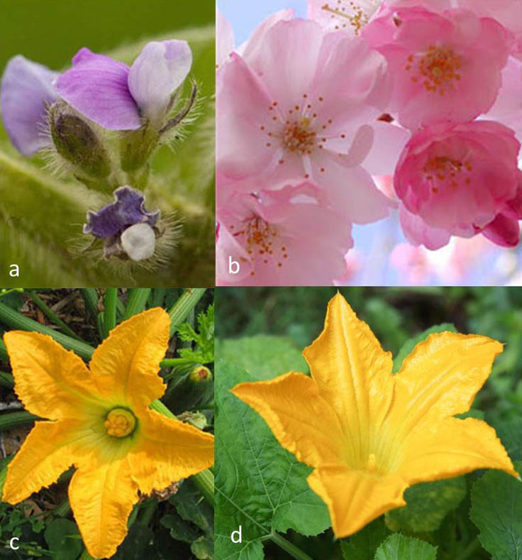 self pollination examples