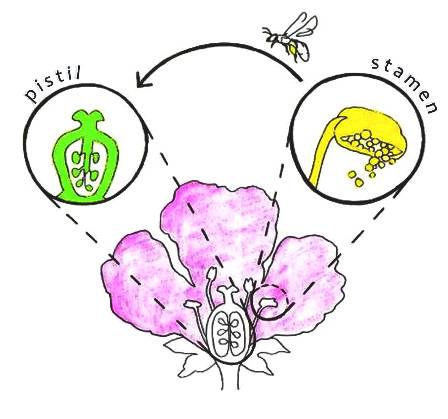 pollination process of a flower