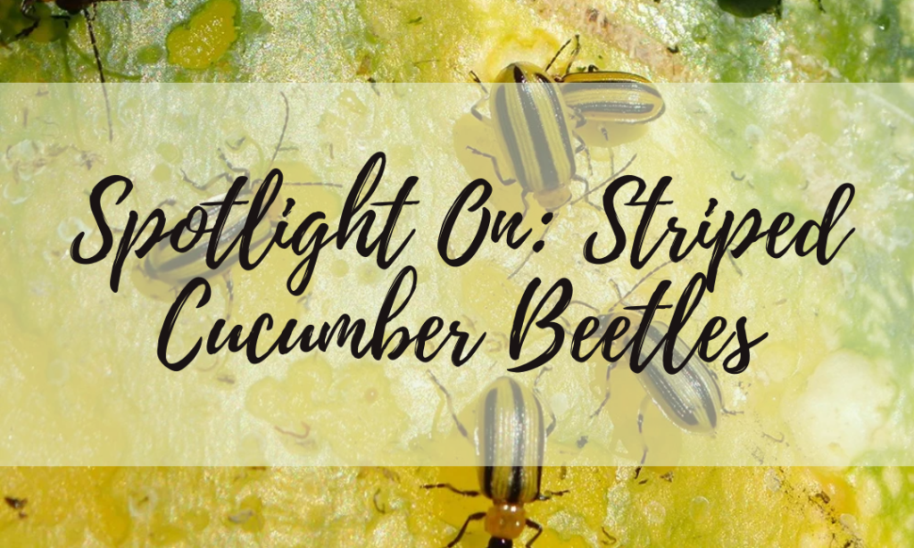 Spotlight On: Striped Cucumber Beetles