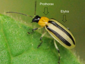 A Striped Cucumber Beetle sits on a leaf while edited arrows point to its Prothorax and Elytra. The Prothorax is below the Cucumber Beetle's head and the Cucumber Beetle's first two of six legs protrude from it. The Elytra are tough forewings below the Cucumber Beetle's Prothorax that cover its abdomen and rear.