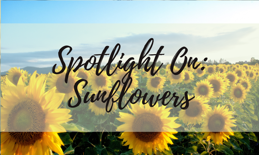 Spotlight On: Sunflowers