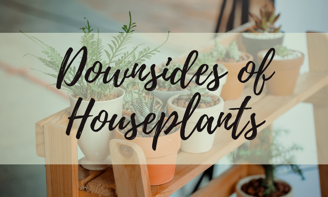 Downsides of Houseplants