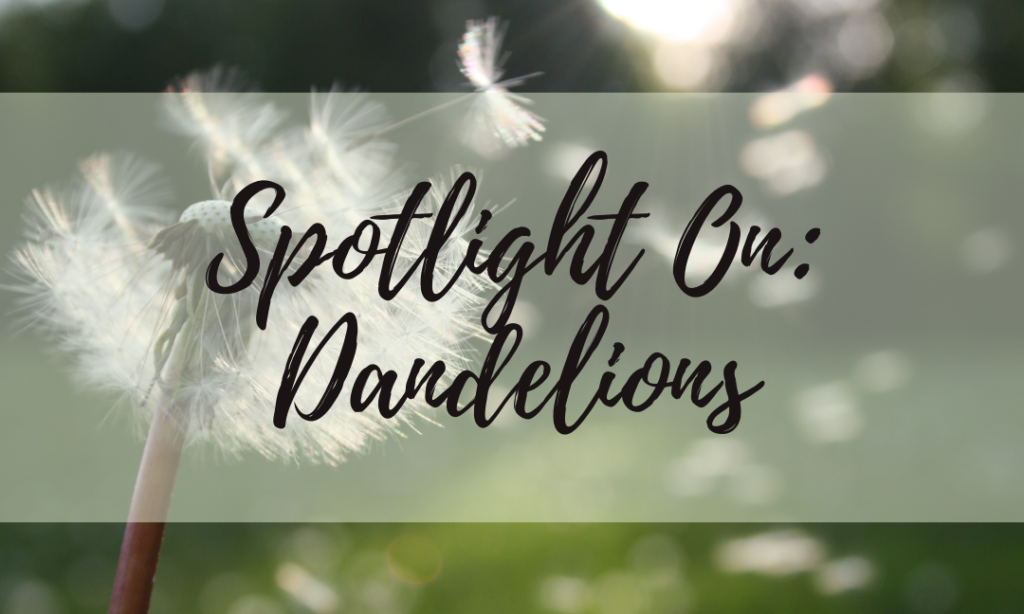 Spotlight On: Dandelions
