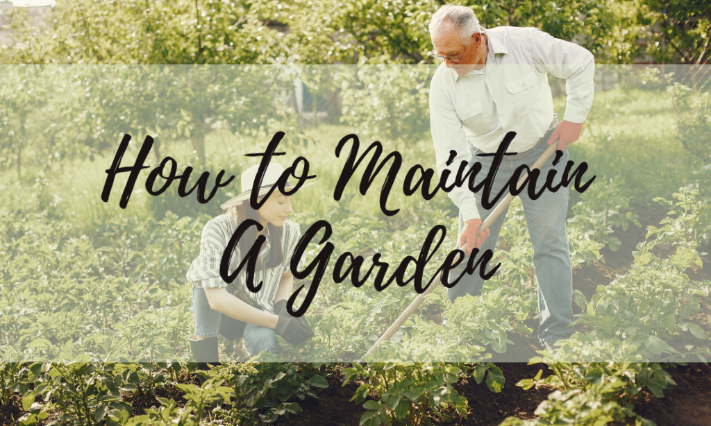 How to Maintain a Garden