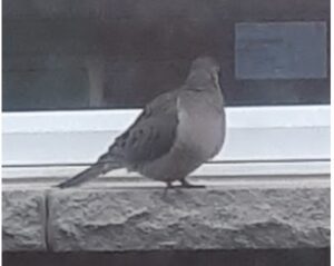 A Mourning Dove stands on a stone window sill. The lighting of the photo makes the Mourning Dove look much darker than the ones previously shown.