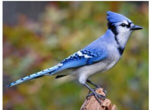 A Blue Jay perches on a piece of wood, facing sideways so that its profile and one wing is visible.
