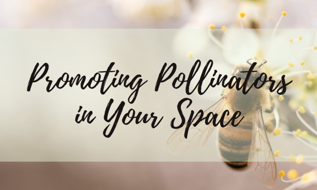 Promoting Pollinators In Your Space