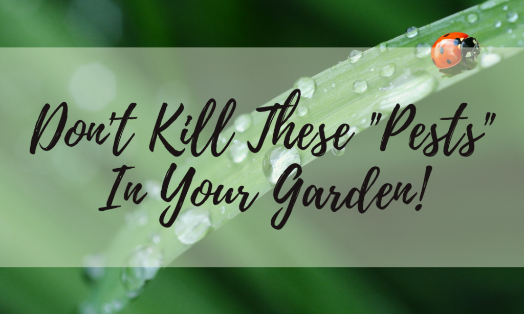Don’t Kill These “Pests” In Your Garden!