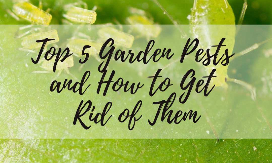 Top 5 Garden Pests and How to Get Rid of Them
