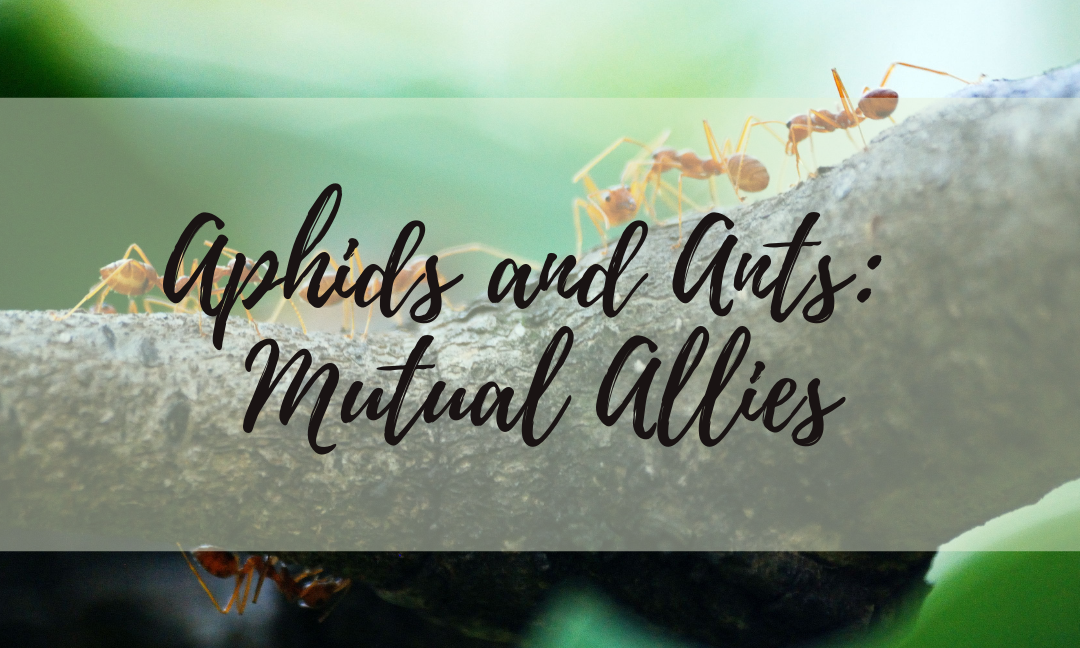 Aphids and Ants: Mutual Allies