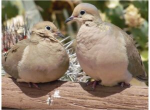 Two Mourning Doves perch on a branch. They are a beige or grey colour, with small heads, wide bodies, and dark wings.