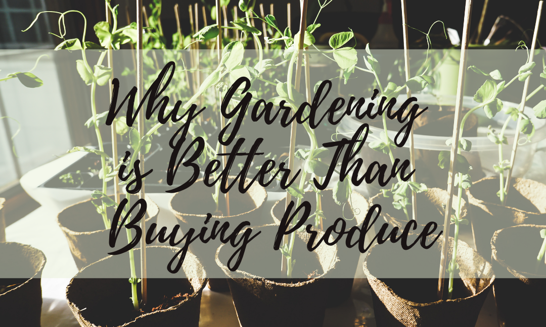 Why Gardening is Better Than Buying Produce