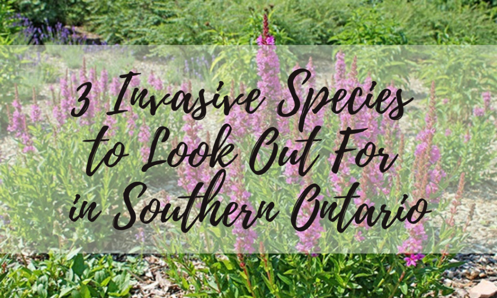 3 Invasive Species to Look Out For in Southern Ontario