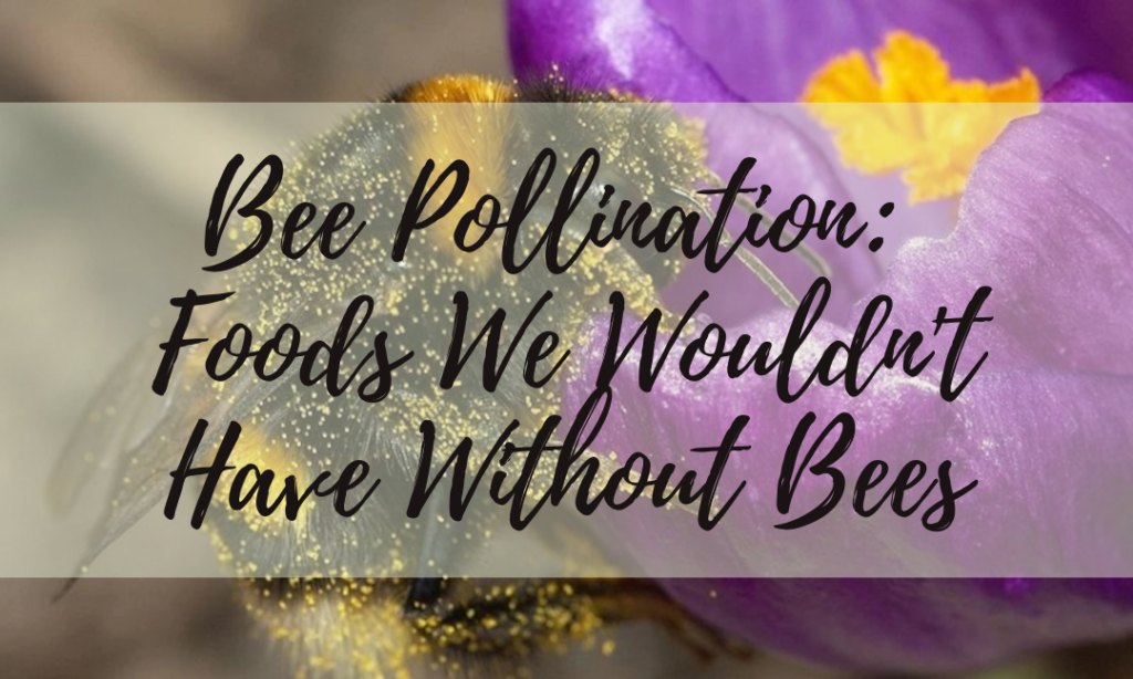 Bee Pollination: Foods We Wouldn’t Have Without Bees