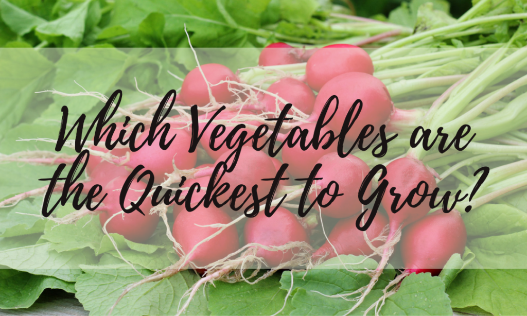 Which Vegetables are the Quickest to Grow?