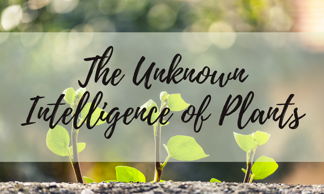 The Unknown Intelligence of Plants