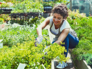 growing your own food vs buying essay