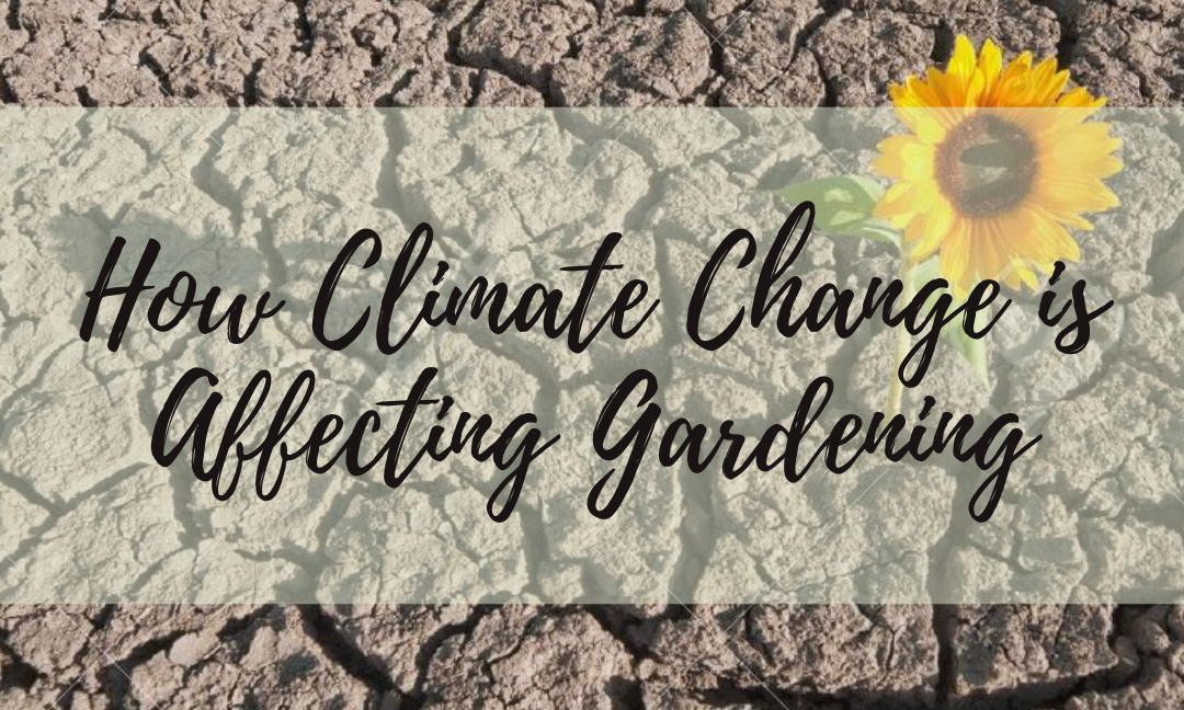 How Climate Change is Affecting Gardening