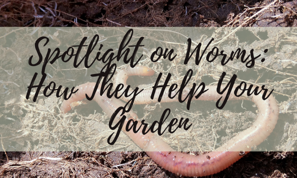 Spotlight On Worms: How They Help Your Garden