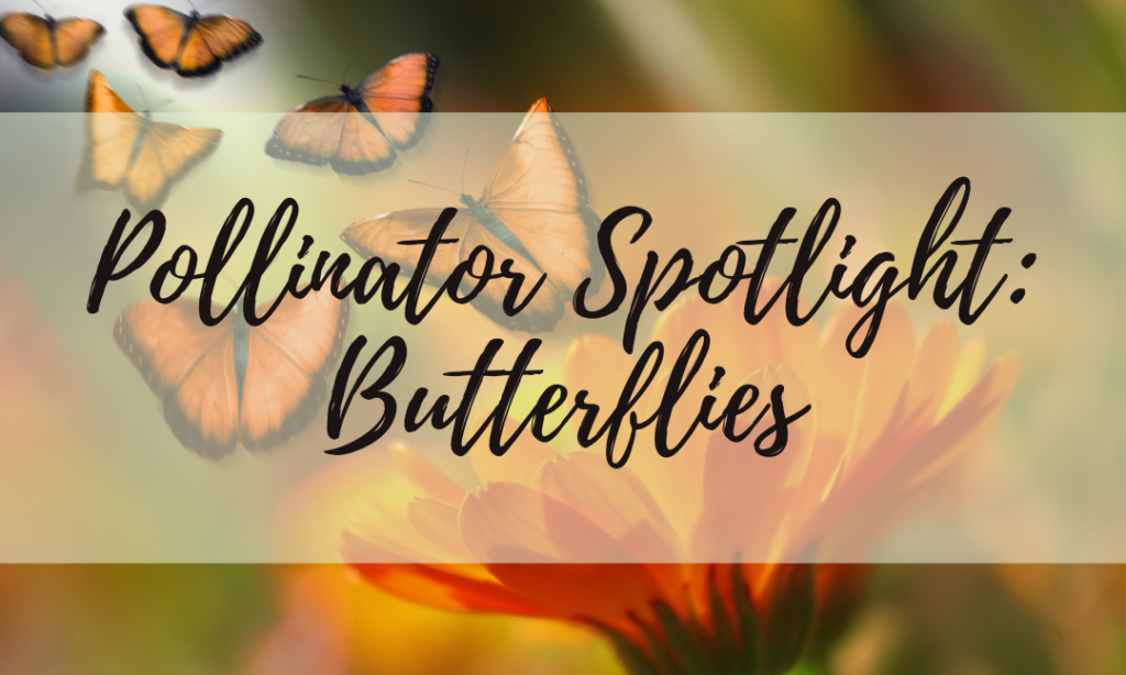 Pollinator Spotlight: Butterflies
