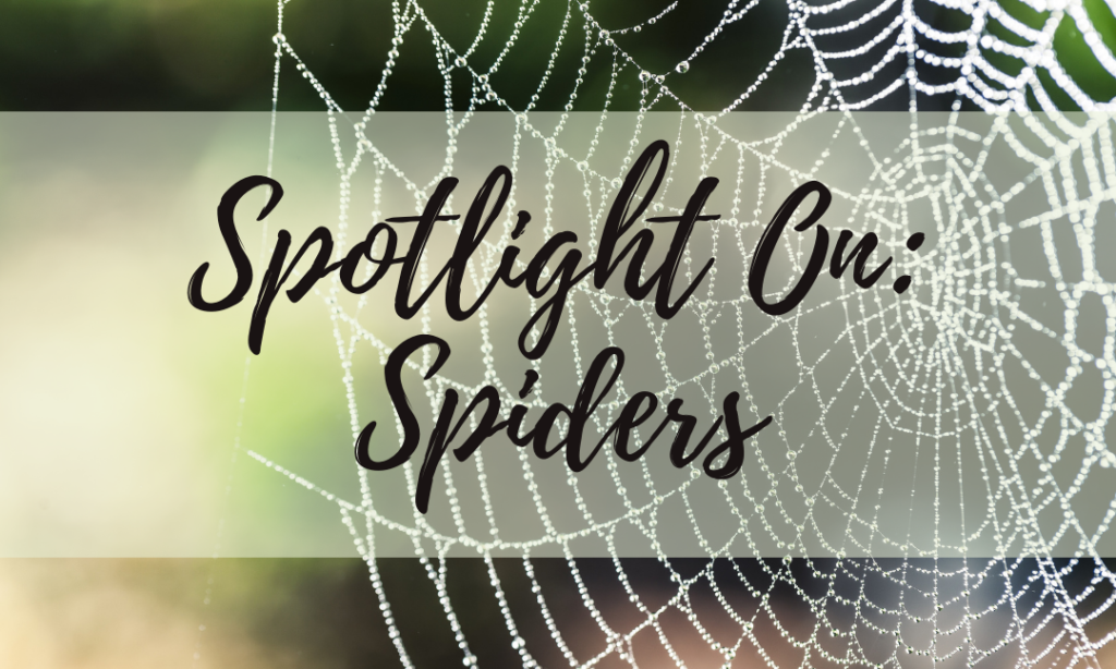 Spotlight On: Spiders