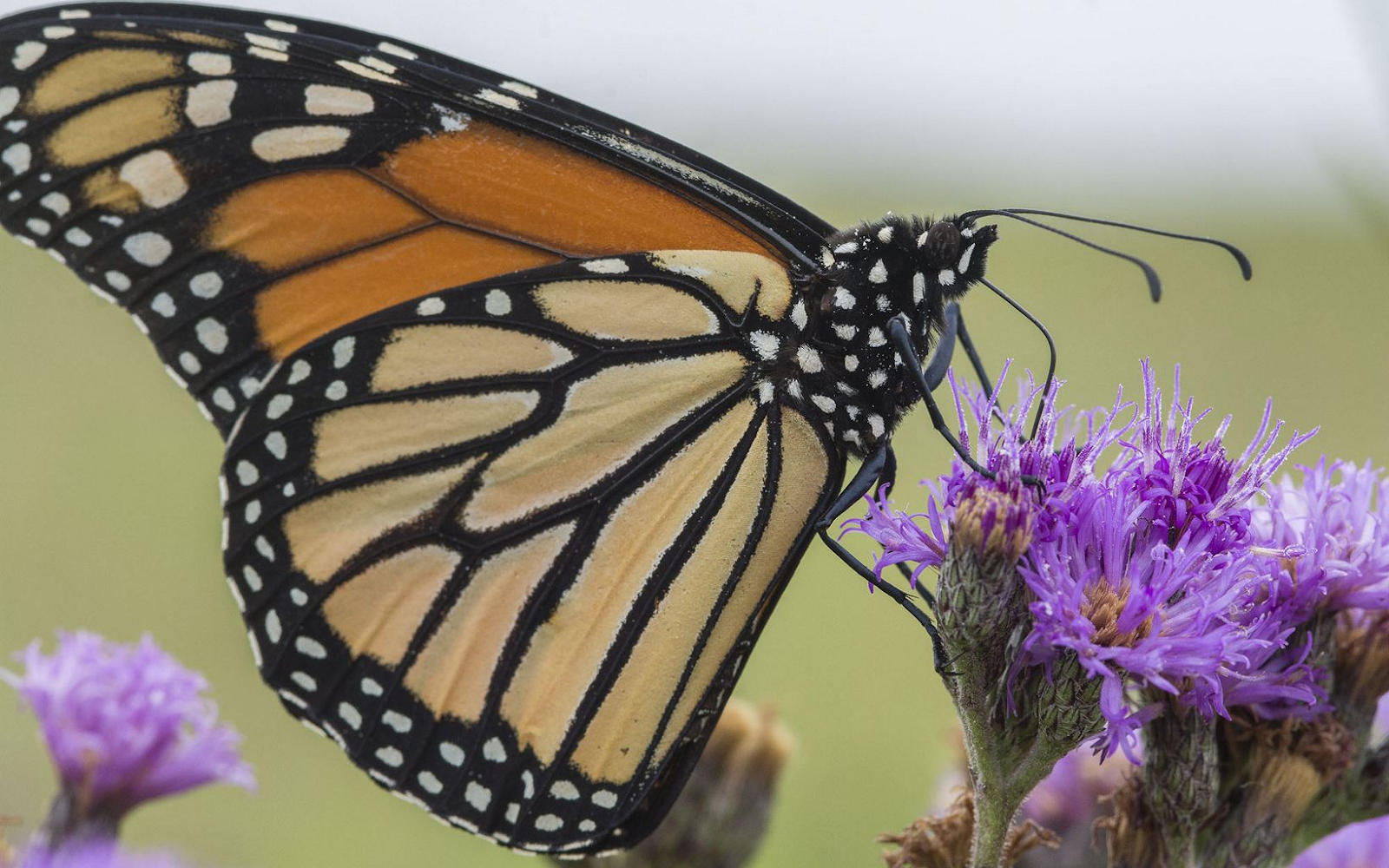 Pollinator Spotlight Butterflies Youth in Food Systems