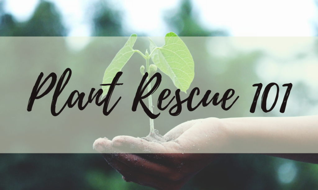 Plant Rescue 101
