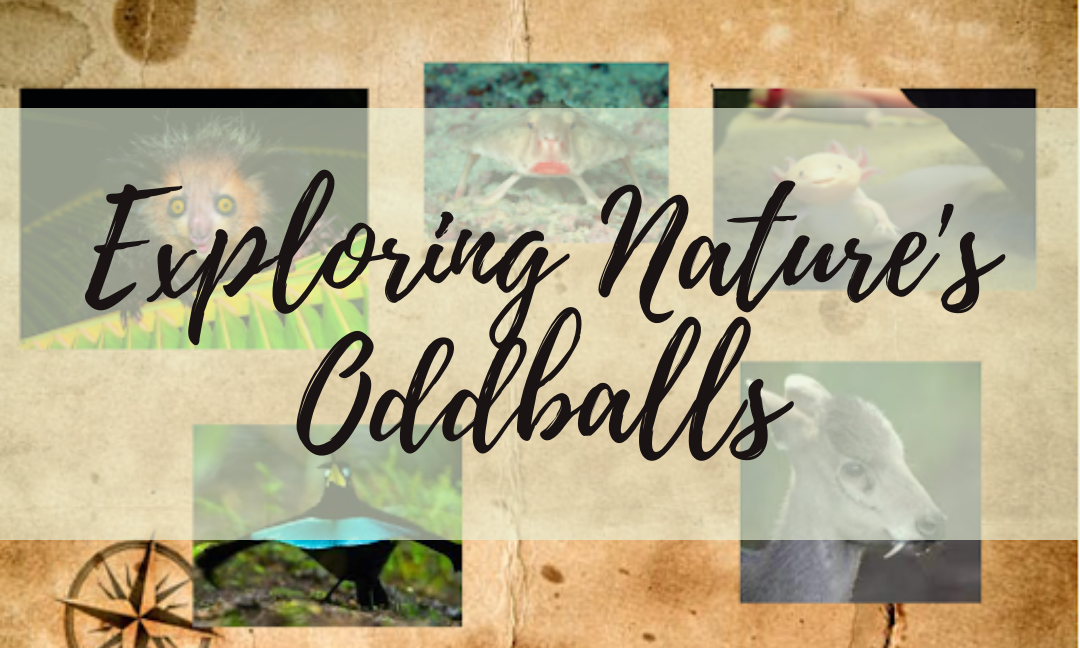 Exploring Nature’s Oddballs
