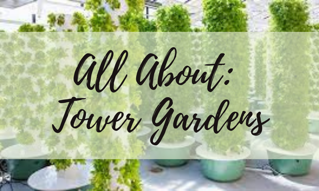 Tower Gardens