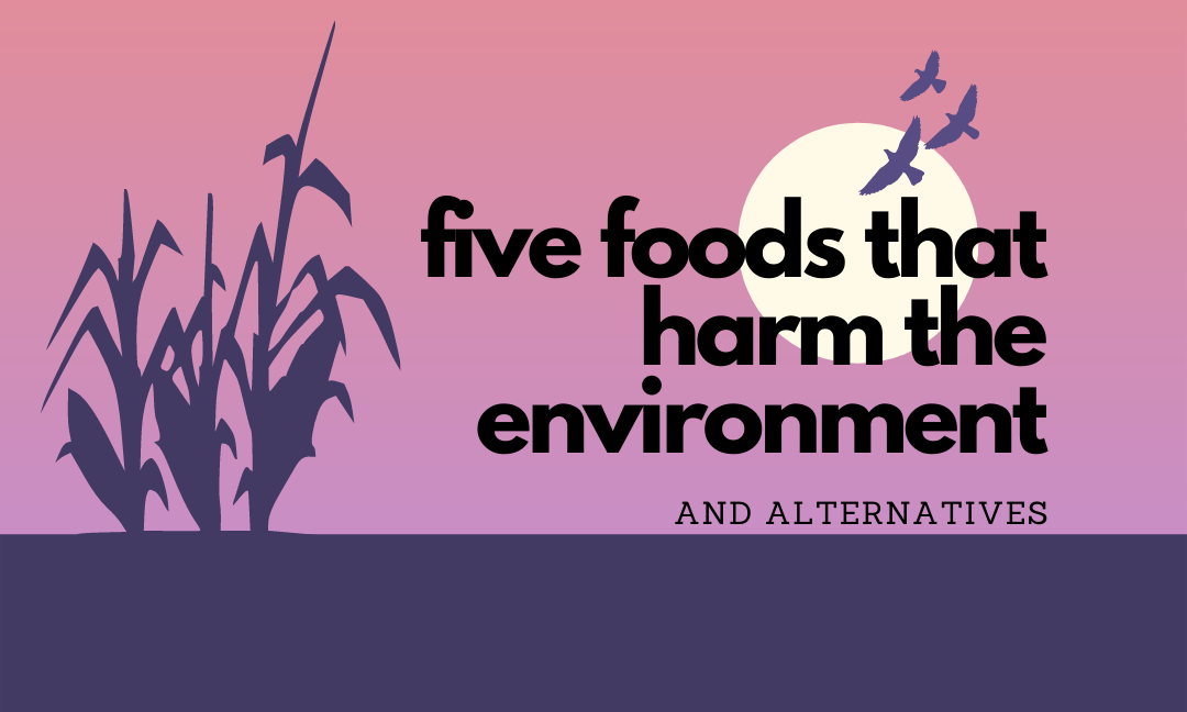 5 Foods that Harm the Environment and Their Alternatives