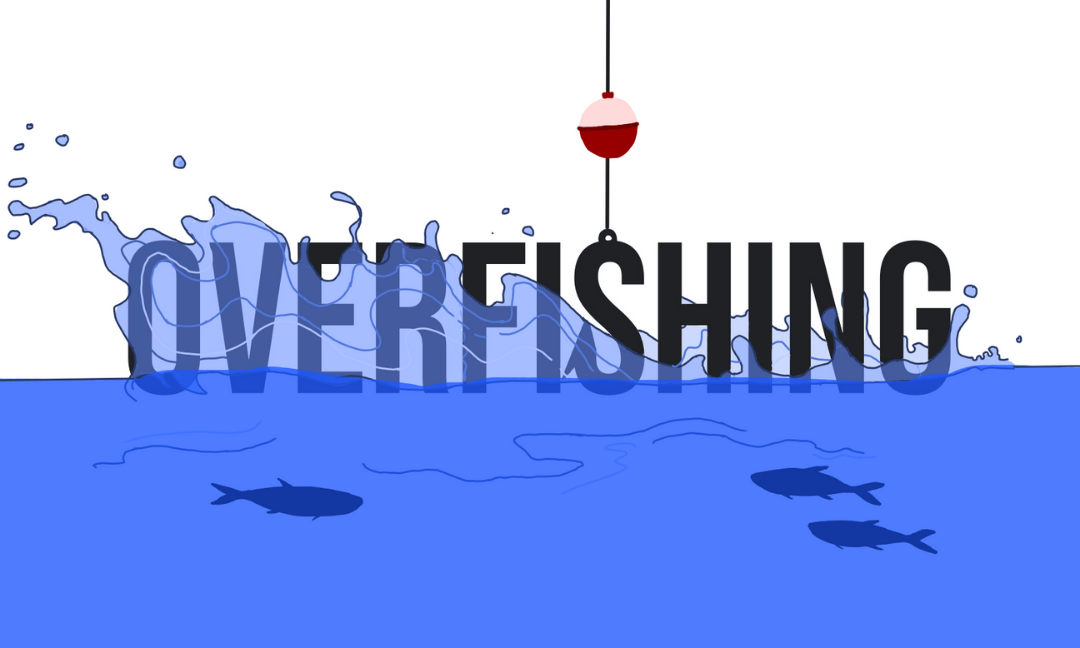 Overfishing – A Reality Check