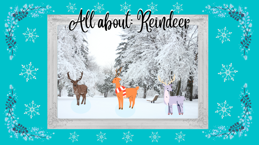 All About: Reindeer