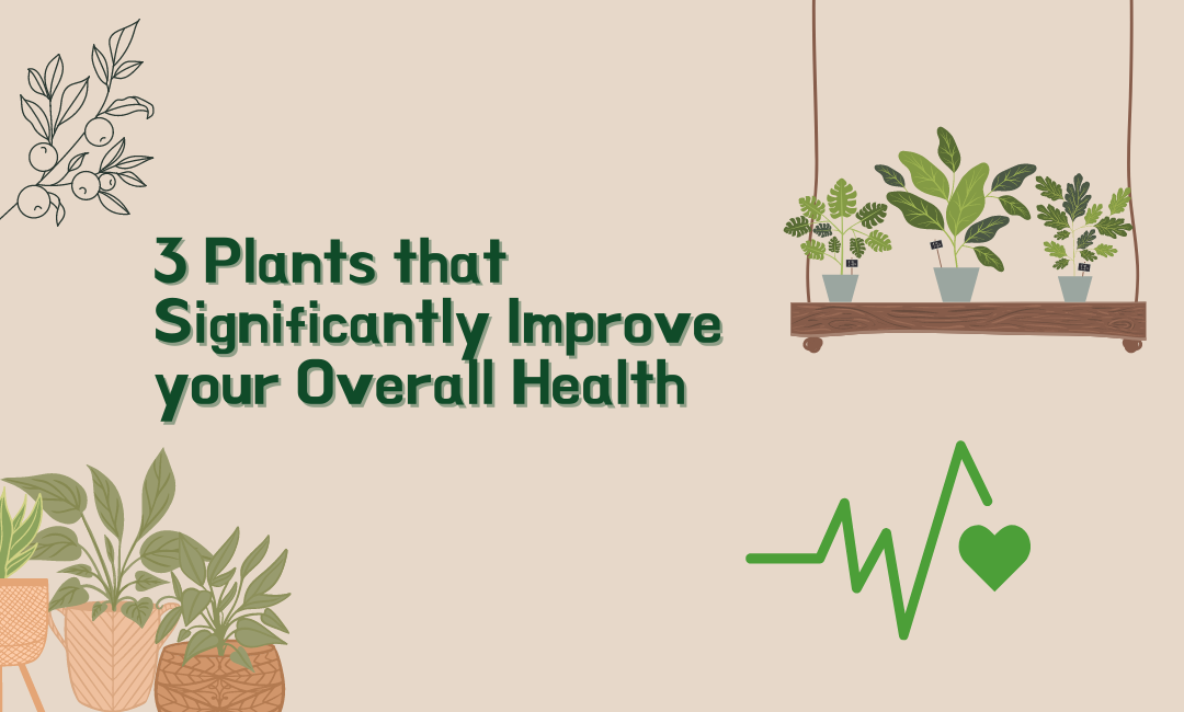 3 Plants that Significantly Improve your Overall Health
