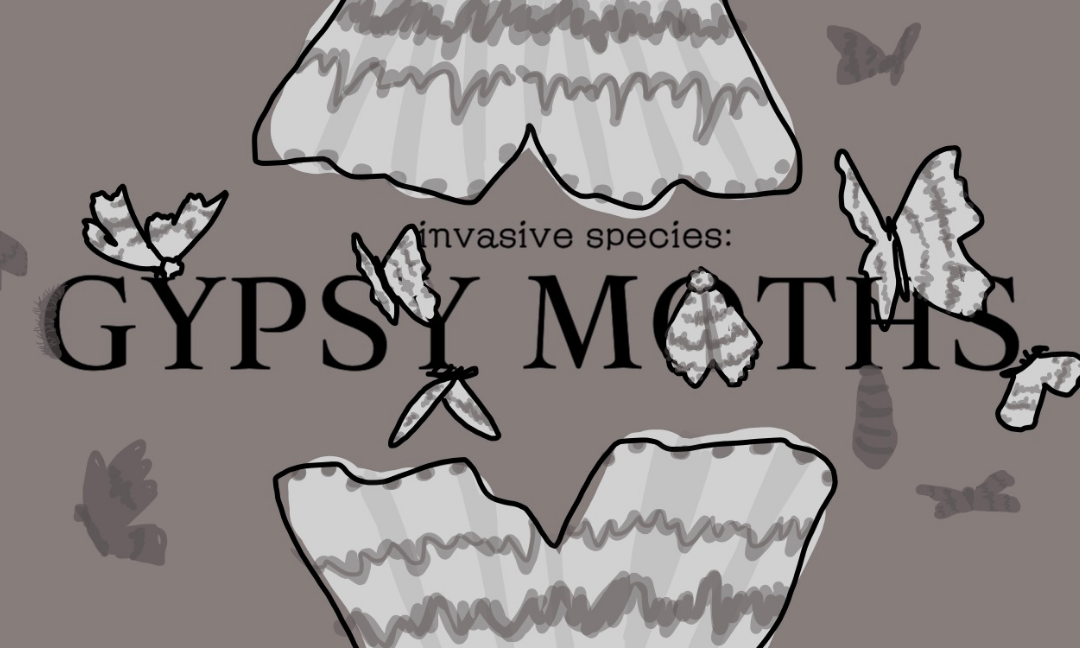 Invasive Species: Lymantria Dispar/Gypsy Moths
