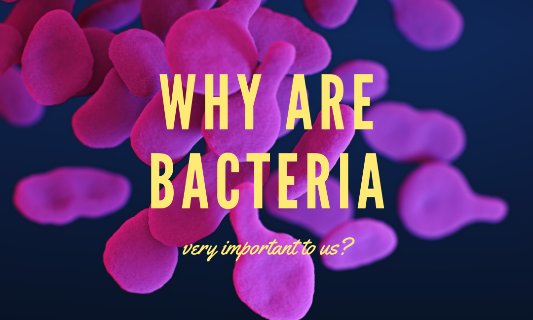 Why Are Bacteria Important To Us?