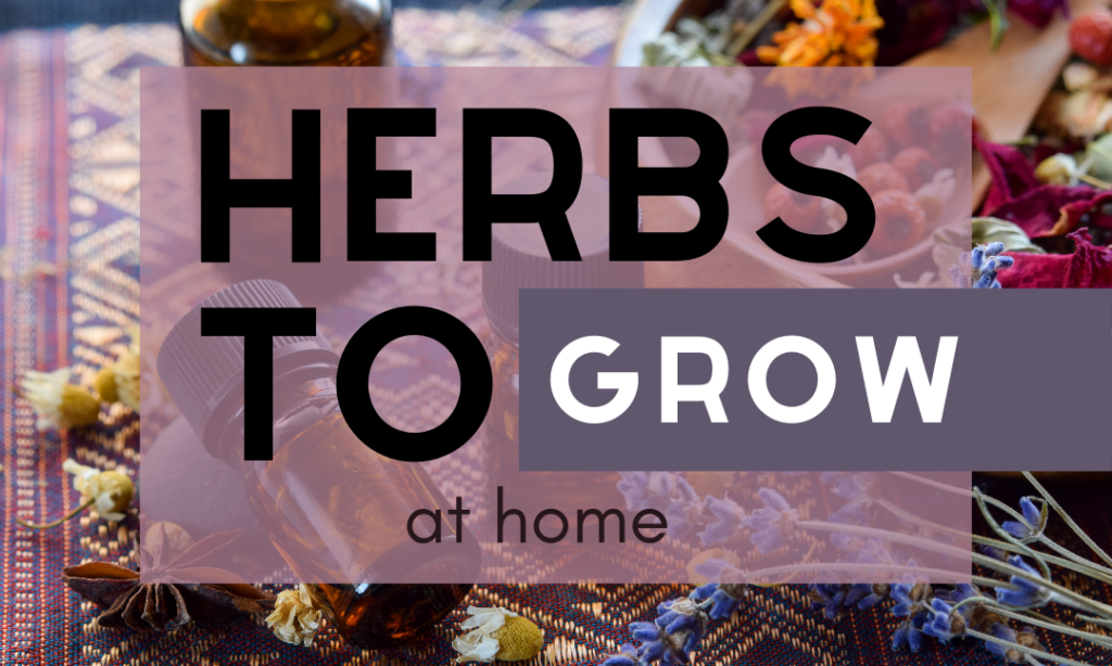 Herbs to Grow at Home