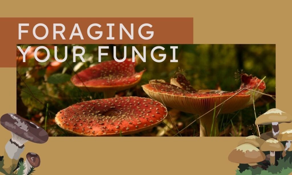 Foraging Your Fungi
