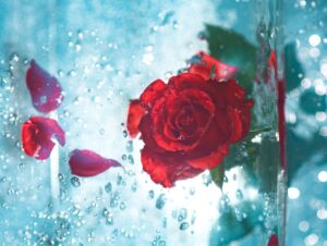 Candied Rose Petals – Leite's Culinaria