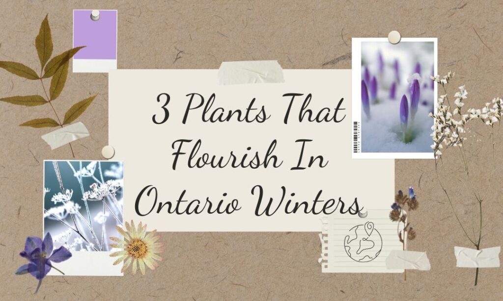 3 Plants that Flourish in Ontario Winters