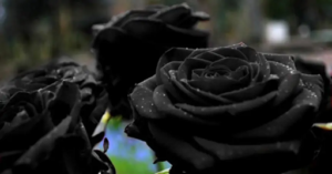 how to make black roses