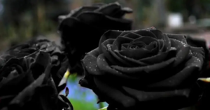 How to make a black rose 